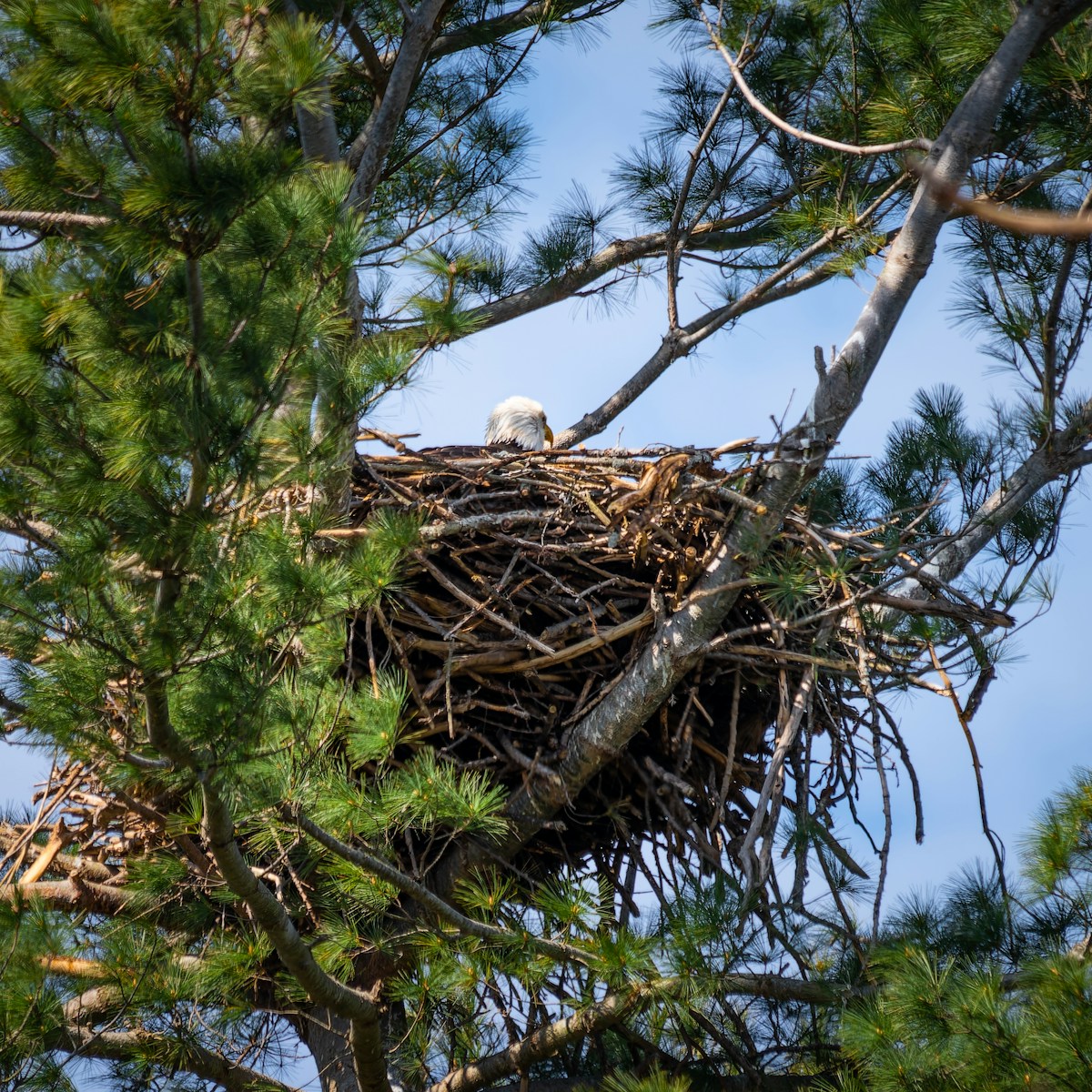 a bird in a nest